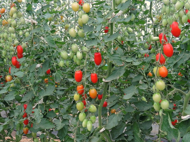 方 の 植え ミニ トマト ミニトマトの育て方｜プランター栽培のコツは？種まきからも育つ？｜🍀GreenSnap（グリーンスナップ）